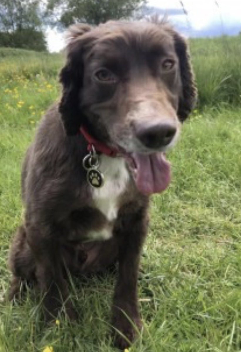 #SpanielHour CHARLIE lost on the fields behind Rossmoor Nurseries #Melbourne #York #YO42 Male adult #Sprocker 7/11/23 he headed south west following a flock of 🦅 HE GETS NERVOUS ON OWN & has allergies Chipped/neutered doglost.co.uk/dog-blog.php?d… @yorkshirepost @JacquiSaid