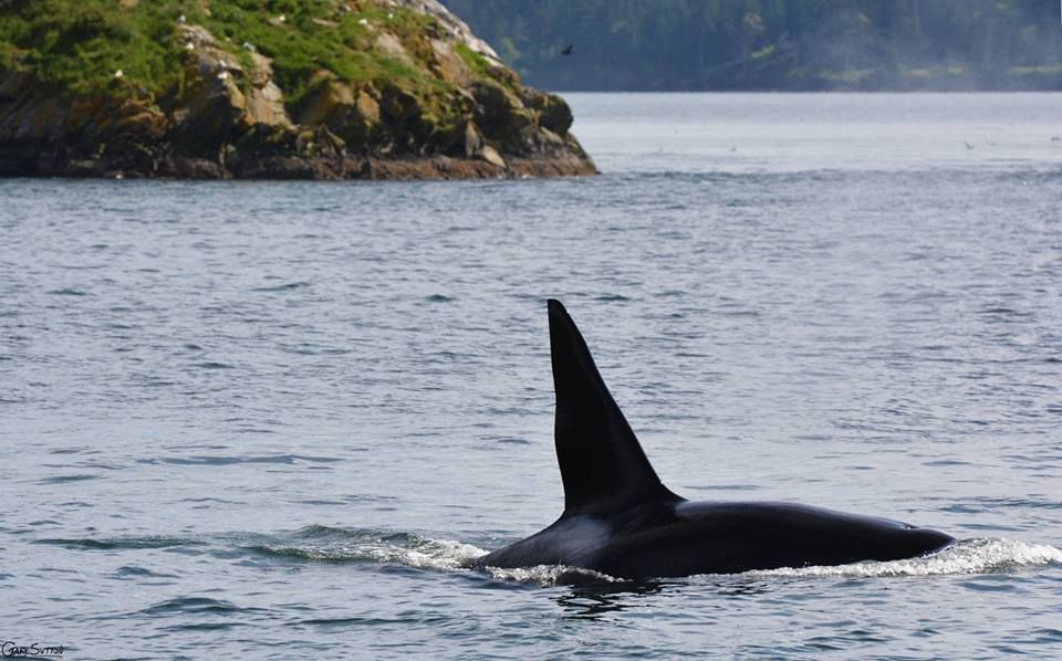 Double Header with Bigg's (Transient) Killer Whales and J Pod. Read the full story here: buff.ly/2qzwXrl
Photo by @gary_j27
This is an encounter from 2016
#WhaleTales