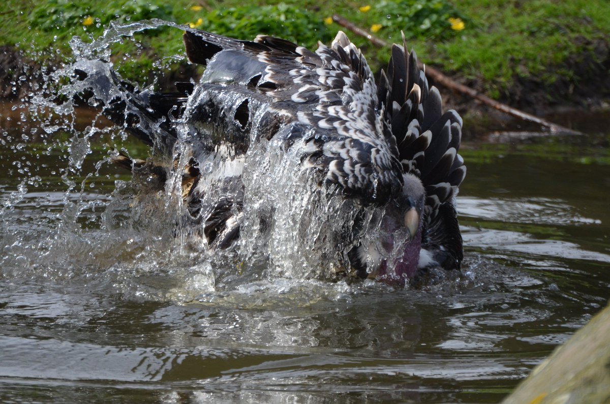 I love pictures in which there's moving water and vultures ! White-backed and Rüppell's vultures splashing around.

#gypsafricanus #gypsrueppellii #lovevultures #criticallyendangeredbirds #extinctionisforever