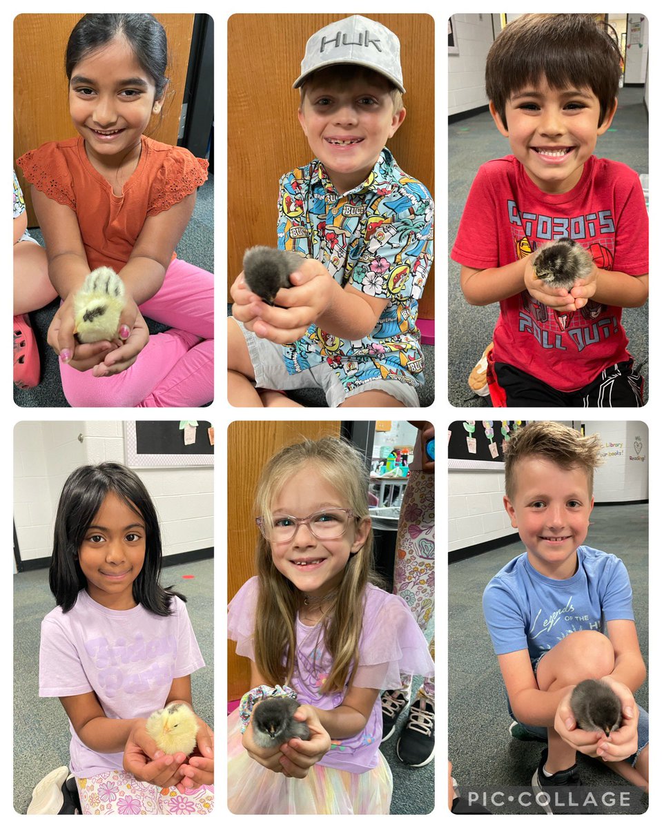 We got to hold our baby chicks today!🐥