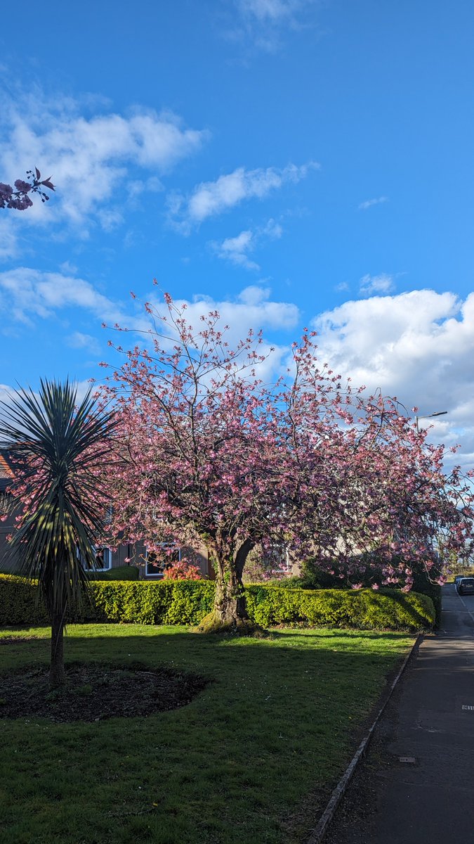Pictures don't do this HUGE blossom tree in Gourock any justice🥲🌸 so beautifuuul 🌸