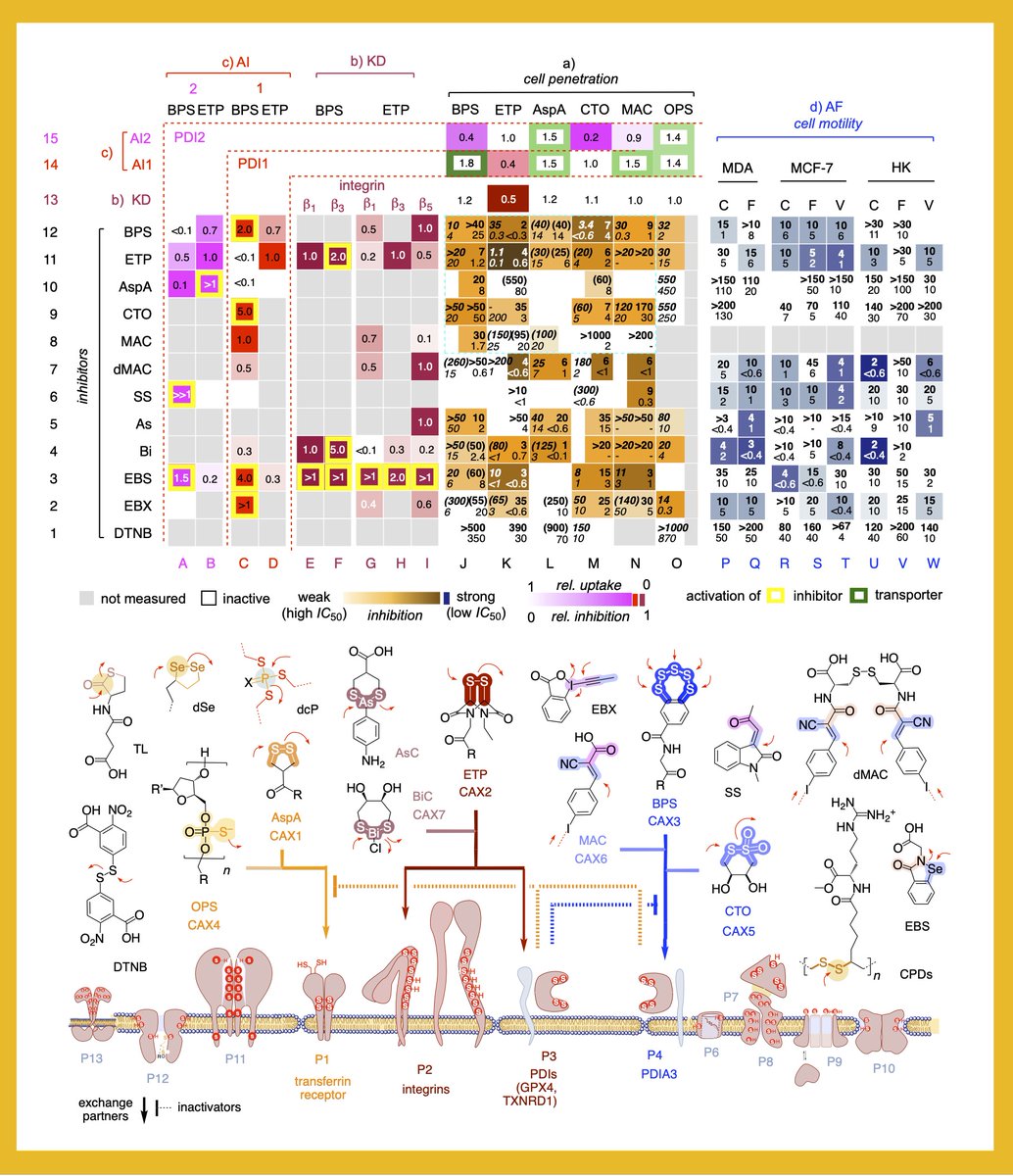 Thiol-mediated uptake (TMU) is an intriguing enigma in current chemistry and biology. Our new paper in @ACSCentSci provides a solid basis to understand TMU, enable and prevent entry into cells along at least three orthogonal dynamic covalent networks pubs.acs.org/doi/10.1021/ac…