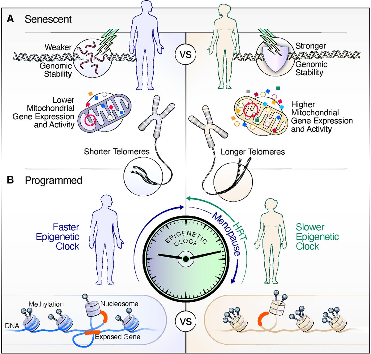Mechanisms of sex differences in Alzheimer’s disease <a href="/NeuroCellPress/">Neuron</a>  cell.com/neuron/fulltex…
