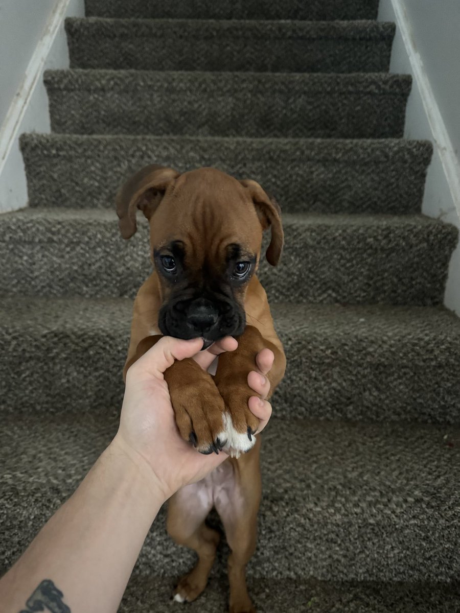 Beautiful Bella this morning. #Boxer #Boxerdog #Boxerdogsoftwitter #Dogsoftwitter