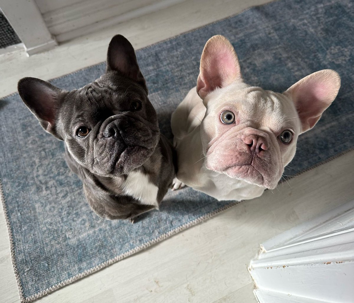 RedWPC's tweet photo. I had a lot of #fun with Kobe &amp; Arthur! #FrenchBulldogs #doublethefun #dogsitting #thehandsomeduo https://t.co/nQtPwv56d2