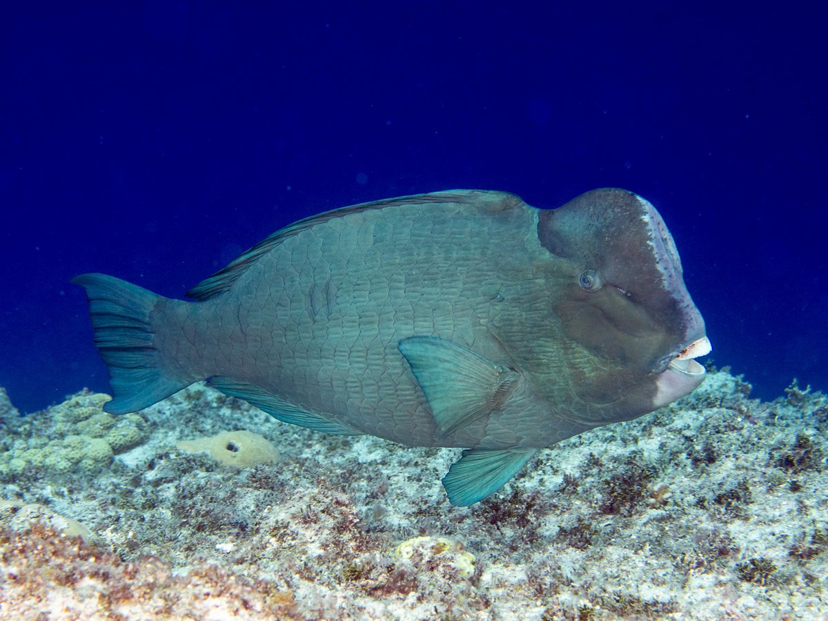 Might sound weird, but when we dive deep, we actually spend most of the time in shallow water decompressing. And we see a lot of cool stuff! An unforgettable sight in Australia was this beautiful (and endangered) Humphead Parrotfish at Flora Reef in the Coral Sea. #ichthyology