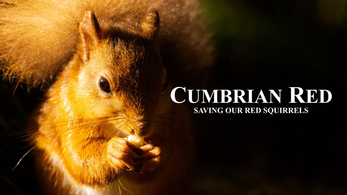 I’ll be at @gatherennerdale this Saturday blethering and showing my latest acclaimed #lakedistrict film ‘Cumbrian Red’ 😊🐿️🎥 It’s a fabulous small local community owned venue. 7pm and info here: thegatherennerdale.com #redsquirrel #nature