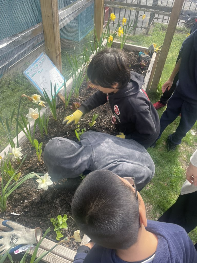 I had a blast planting kale this morning with @PS28Library and @HarlemGrown at PS 028 Wright Brothers! #ClimateActionDays