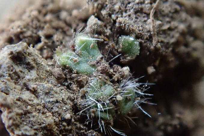@BBSbryology Really tiny Riccia cillilifera- a very, very hairy Riccia species.