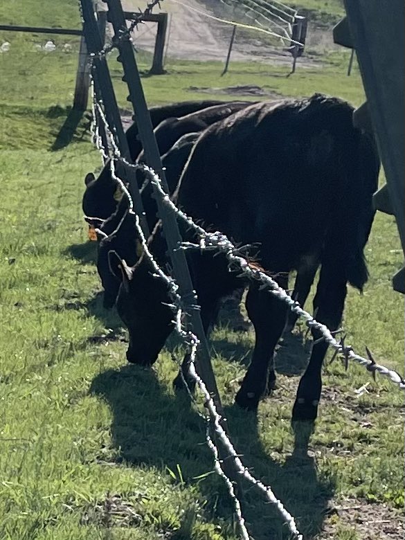 The grass is always greener . . . #idaho #calving2024