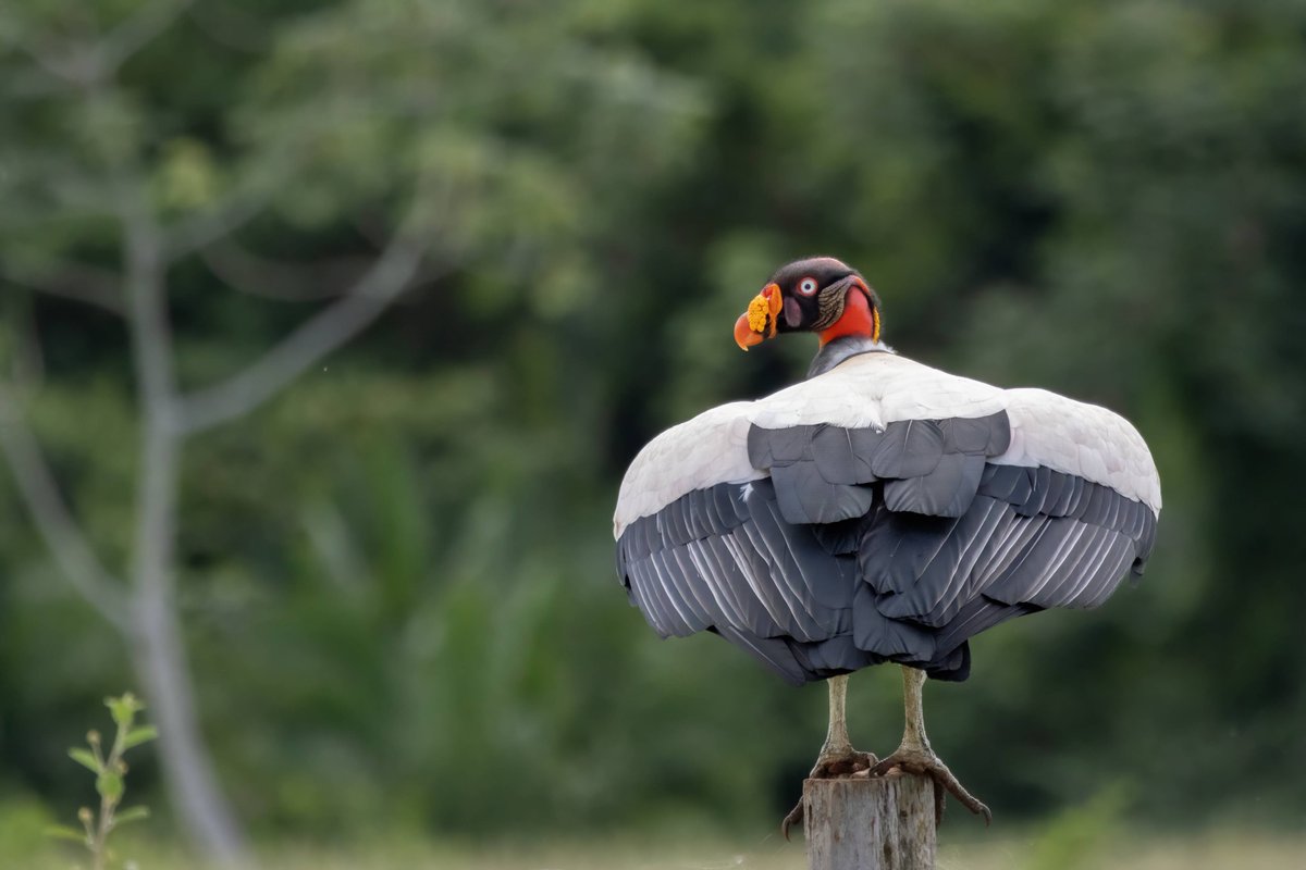 Mato Grosso do Sul tweet media