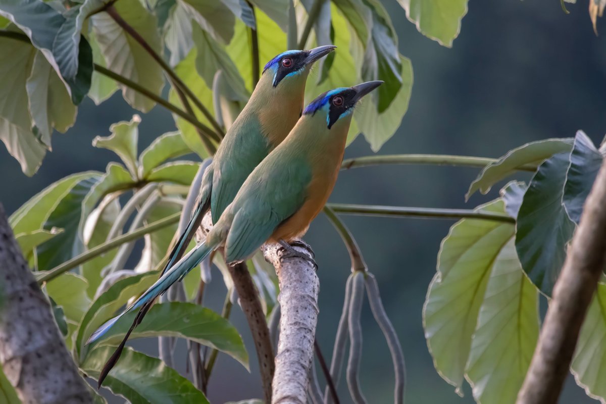 Mato Grosso do Sul tweet media