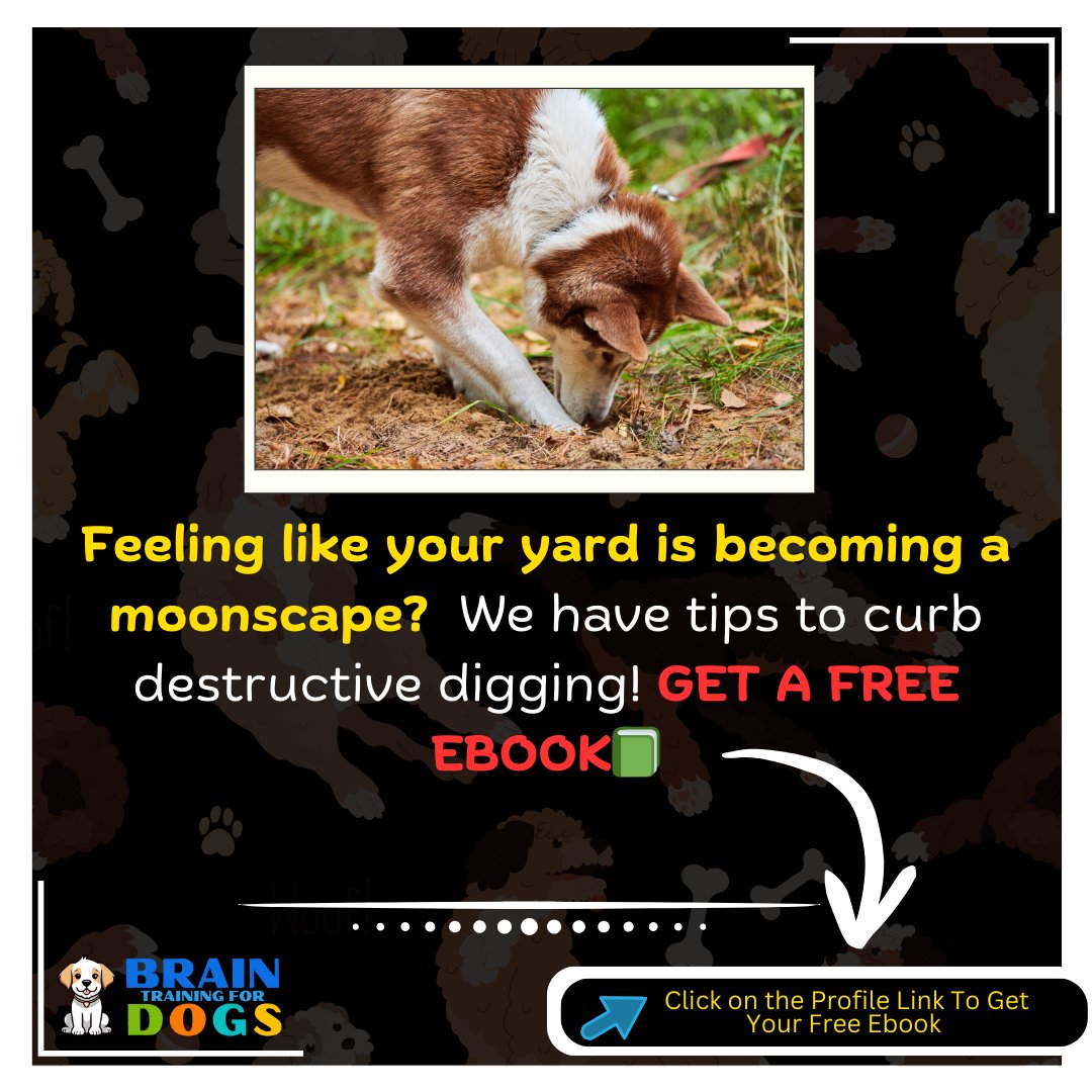 alldoggieneeds's tweet image. End Destructive Digging &amp;amp; Save Your Yard! Free Guide Inside

#dogdigging
#stopdogdigging
#yardtraining
#dogtrainer
#positivereinforcement
#wellbehaveddog
#happydog
#freebook
#braintrainingfordogs