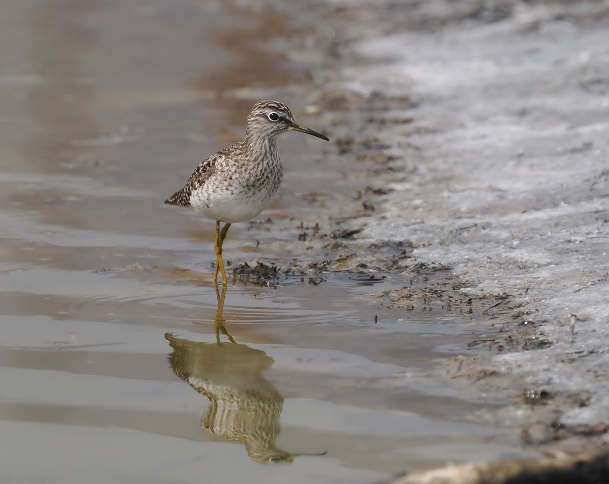 Lots of Wood Sandpipers at Kalloni at the moment. This one was tucked away along a salt-lined channel. #LesvosBirds