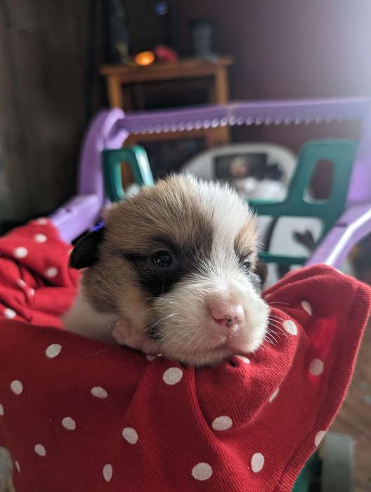 RainsweptStudio's tweet photo. We're adopting a corgi puppy in a few weeks whom we've already christened "George Wendt." https://t.co/SFImertMji