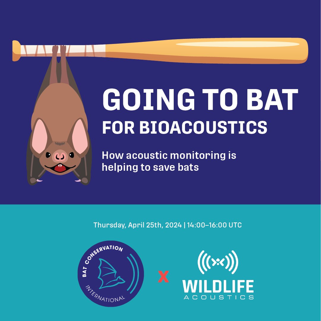 WildlifeAcoust's tweet photo. Interested in learning more about bat conservation? Join our FREE webinar with @BatConIntl! 🦇 😍

Register here: https://t.co/IbgRVO9JmJ

#BatAppreciationDay https://t.co/NgPKCjMnJ2