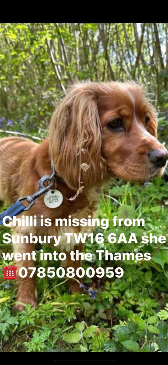 URGENT, PLEASE RETWEET TO HELP FIND CHILLI WHO WENT INTO THE THAMES RIVER 11 APRIL, #LONDON#UK 'CHILLI - HAS BEEN MISSING SINCE 9.35am THURSDAY 11th APRIL HAS BEEN SIGHTED TWICE TODAY AT RAY ROAD AND AT THE WILDERNESS PARK IN #MOLESEY. CALL 07850 800959 - WITH ANY SIGHTINGS OR…