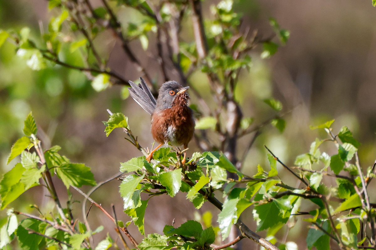 Dartford warbler #birds #Suffolk