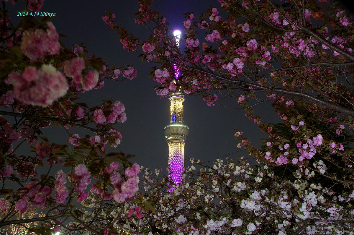 tokyoskytree777 tweet picture