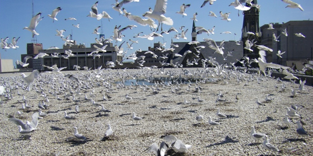 MBM BIRD tweet media