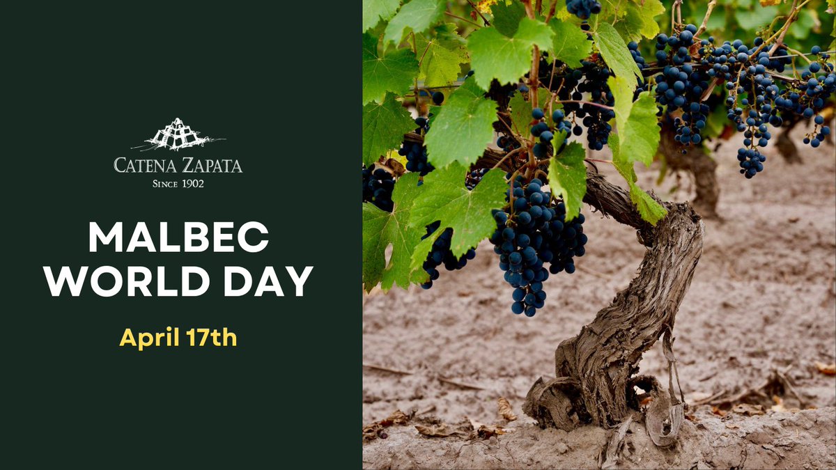 CatenaMalbec's tweet photo. Today we honor the heritage and preservation of Old Vine Malbec. Celebrating Malbec World Day!

#CatenaZapata #MalbecWorldDay #Mendoza #Argentina #Wine #Malbec #VinoArgentino #OldVines https://t.co/OQTRcYsBku