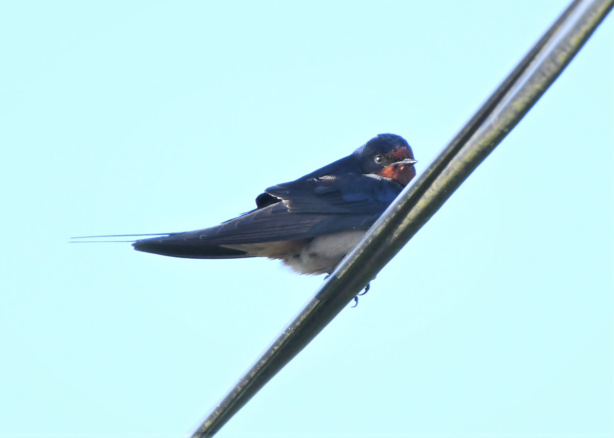 Oh welcome back, it's so good to see you! #Swallows #Summer #RSPB