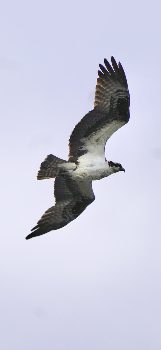 A GREAT LOOK AT ONE OF MY FAVORITE FISHERMAN, A MASSIVE OSPREY SPOTTED EARLIER OVER NORTHERN MANHATTAN. #BIRDCPP
