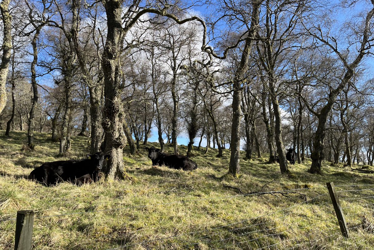 Howemill tweet media