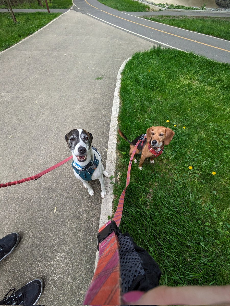 Such an exciting day for Belle & Mona! This morning's walk was near the water. Then, the afternoon walk to @BankWithUnited (guaranteed treats!). We also checked in for the plastic-free @ALXDogWalk. Scored great @ChippinTime treats from the owner! Nap time.