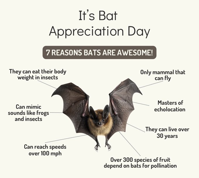 Stella Luna is one of my fave children&rsquo;s books and started my love of bats. https://t.co/4KtKBmf7lg<a href="/tag/earthday"class="tags"><span>#earthday</span></a><a href="/tag/kindnessmatters"class="tags"><span>#kindnessmatters</span></a><a href="/tag/protectourplanet"class="tags"><span>#protectourplanet</span></a>