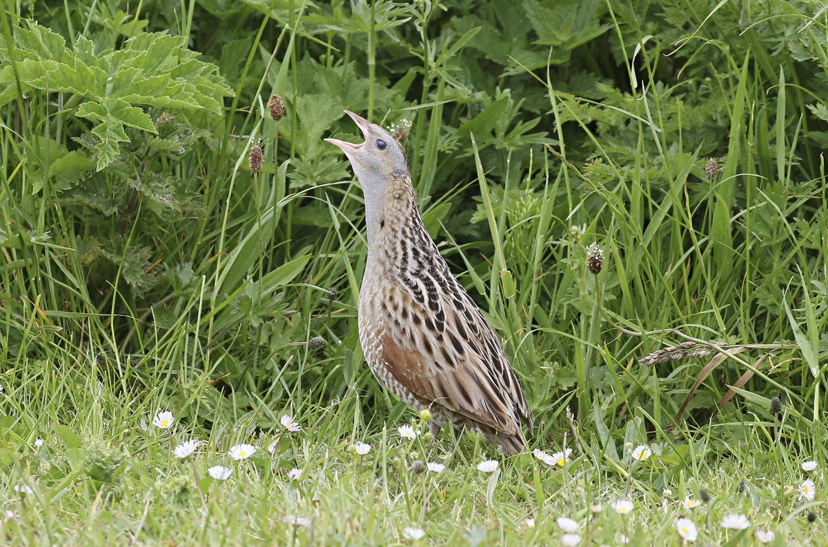 crexcrexnet's tweet photo. 1st Corncrakes are back in Scotland!
You can do your bit to help by letting us know when you see a Corncrake, or hear their crex crex call.
Report a Corncrake here: https://t.co/fyaQrnzqH8
#corncrakes
@RSPBScotland
@heritagefunduk
#corncrakecalling
📸 Graham Goodall https://t.co/jufM5shznW