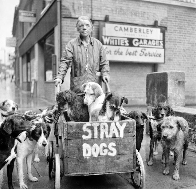 Anyone remember the days when it was not normal not to expect to be mauled by a dog? Here are some photos of Camberley Kate who used to rescue strays. Spot any bull breeds?