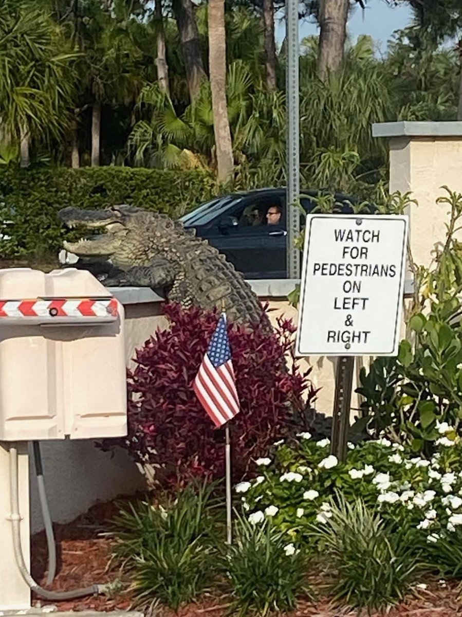 Meanwhile in #Florida. Spotted in Englewood. Watch for climbing gators too. Credit: @WINKNews viewer Belynda 🐊👀
