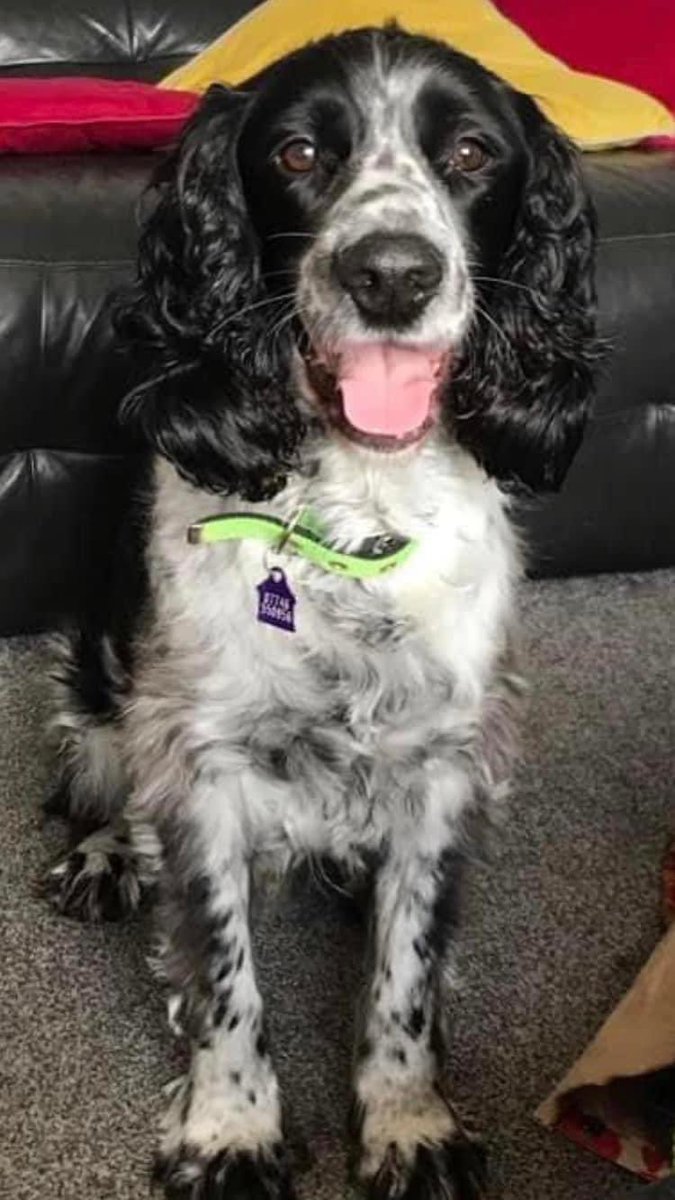 rosieDoc2's tweet image. #SpanielHour 

DIGBY MISSING 1YR
12 year old boy CHIPPED &amp;amp; NEUTERED 
15/4/23 
Mill Road, #Banham #NORFOLK #NR16 
Male/OLDER ADULT black&amp;amp;white #ESS 
DID YOU PICK HIM UP
Check his teeth 
HAS A CHIPPED LEFT FRONT CANINE TOOTH 
doglost.co.uk/dog-blog.php?d…

@RachaelB100 @juliagarland73