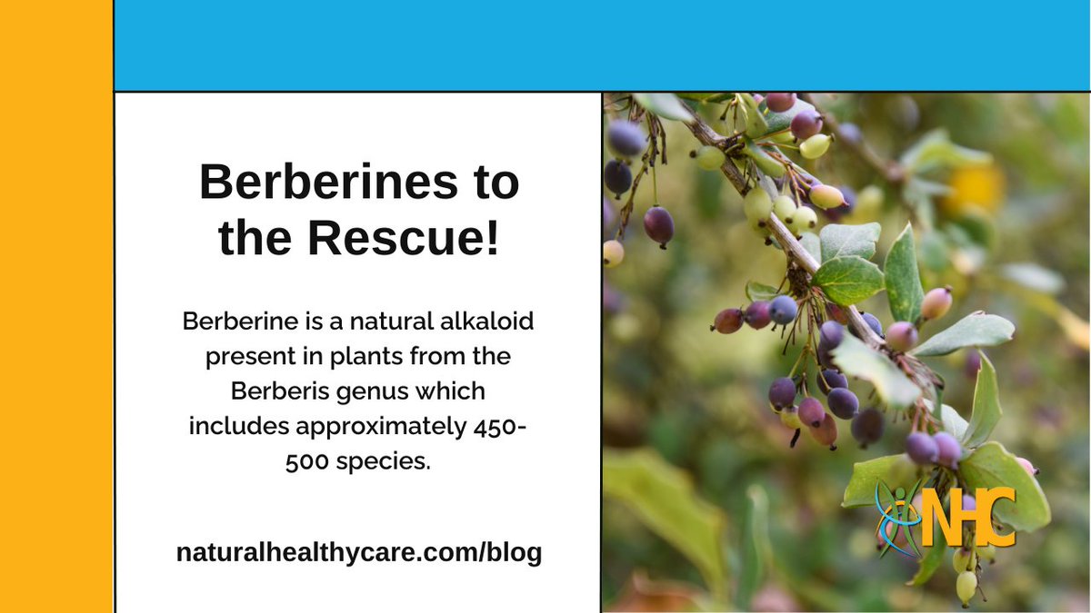 Traditional uses of #berberine included a variety of infections, to #heal wounds quicker, for weightloss, and more. In modern times, it is used for reducing #fever, the #flu, the #commoncold, and other #respiratory #infections
naturalhealthycare.com/blog/berberines
#naturalhealthycare