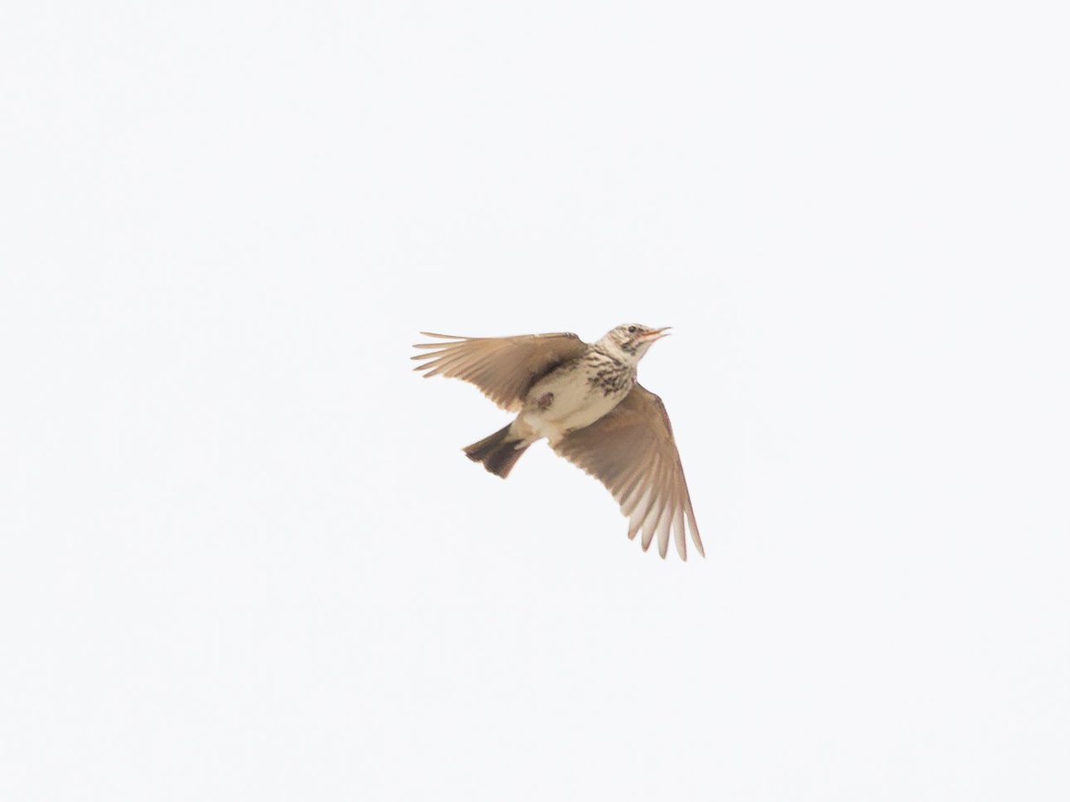 Crested lark 📷 by Catherine Noone #Cemetery #Gibraltar #BirdsSeenIn2024 #birdphotography @BirdingRasta @gonhsgib @InfoGibraltar @GibraltarBirds @_BTO @Natures_Voice @Britnatureguide @BirdGuides @BirdLifeEurope @GibReserve @parsons_lodge