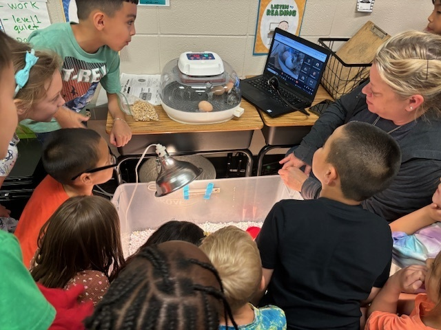 Excitment is in the air as they are making their way into the world - Welcome Baby Chicks!