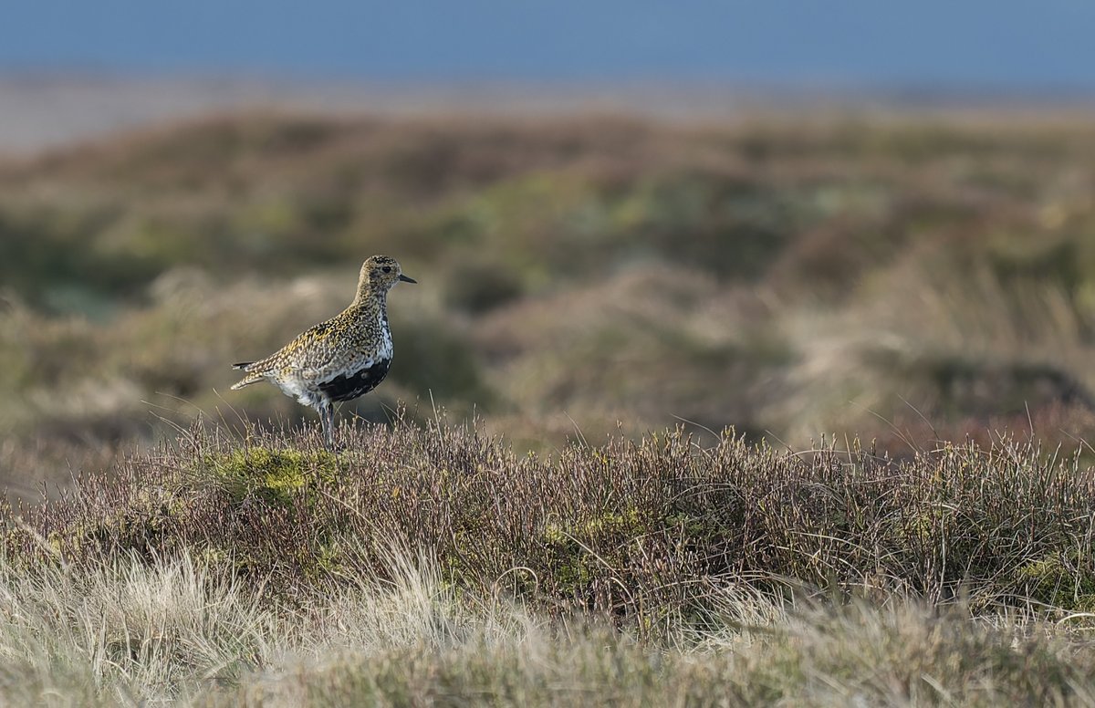 Started the RSPB Dove Stones survey this morning. Cold but sunny and a few early territorial Golden Plover, Dunlin and a couple of overnight Wheatear. @RSPBDoveStone @Hudds_BWC @Barnsleybsg