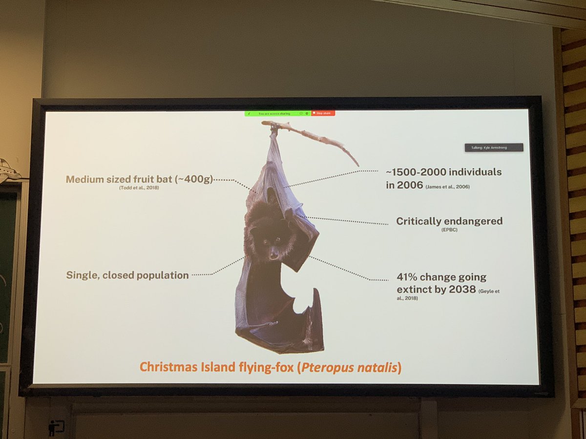 Christmas Island flying fox are critically endangered. <a href="/a_dorrestein/">Annabel Dorrestein</a> shows the pros and cons of different monitoring methods for estimating population numbers #AusBatSoc2024