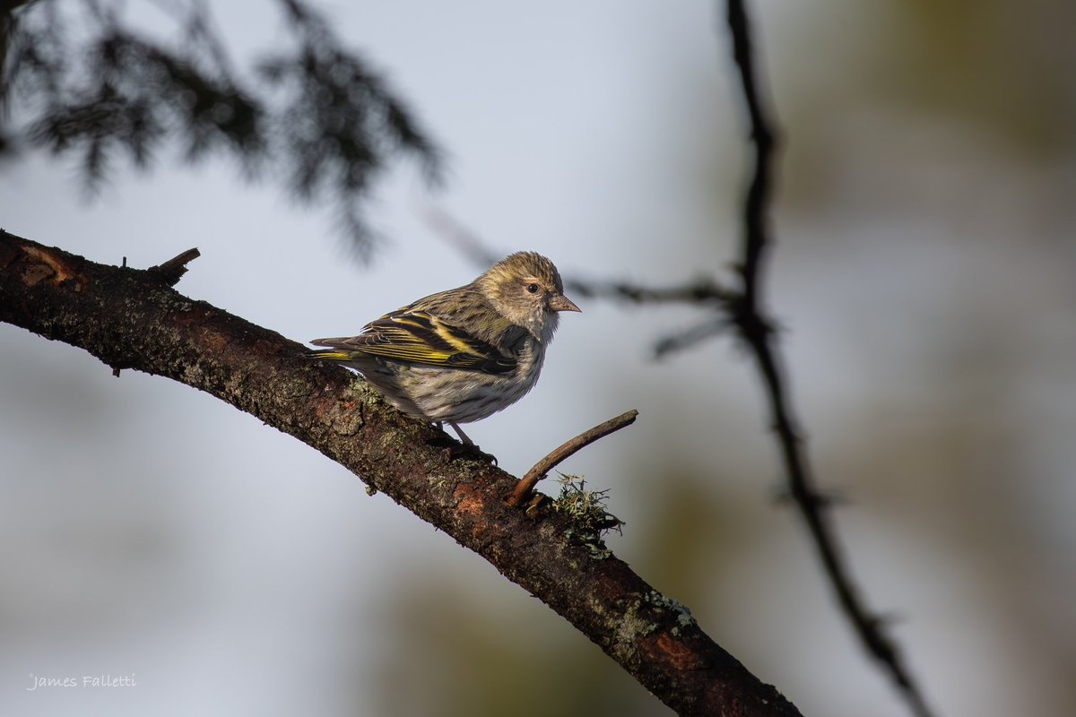 Pine Siskin 🔎 Spinus pinus #TwitterNatureCommunity #nikon #birdphotography #BirdsSeenIn2024 #BirdsOfTwitter #NaturePhotography #birds #birding @mybirdcards @nature_org @miajbirdkartoj @BirdWatchingMag