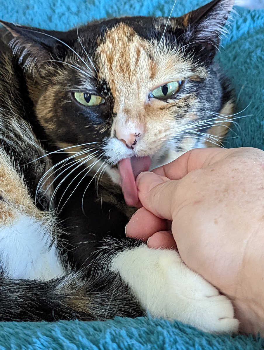 I was flipping through my pics and this one just made me start cracking up. I love Joplin so much. (I don't remember what she was licking off my fingers.)