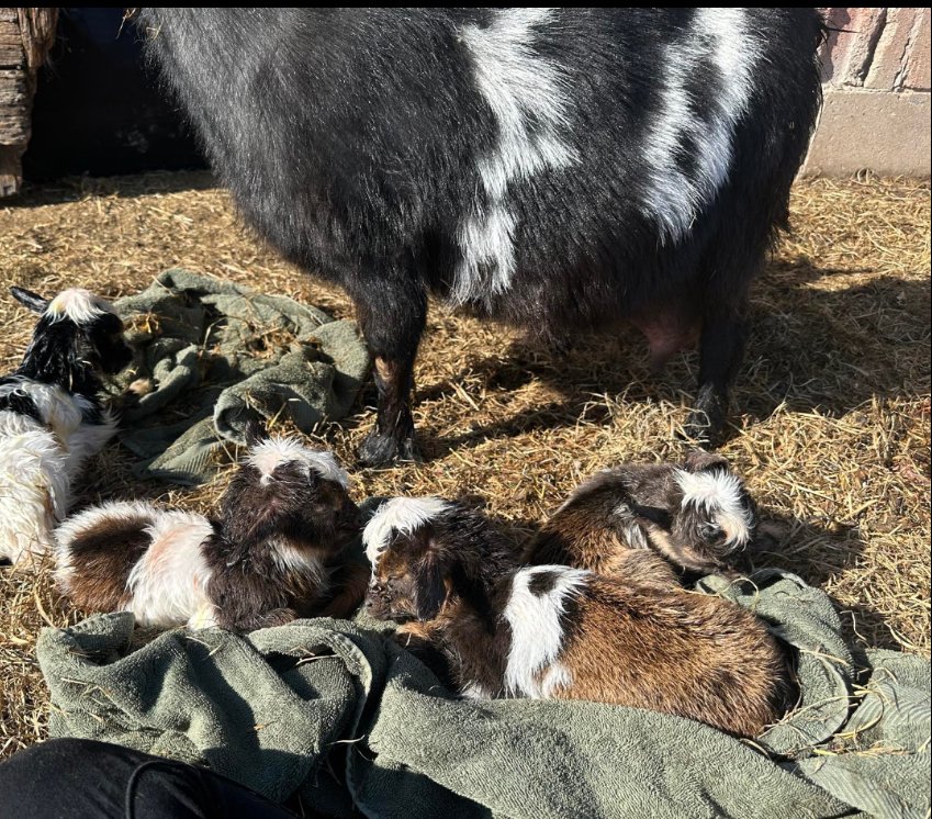 Pedro's goat had babies! #GoatLife #GospelOfPedro #LiveFree