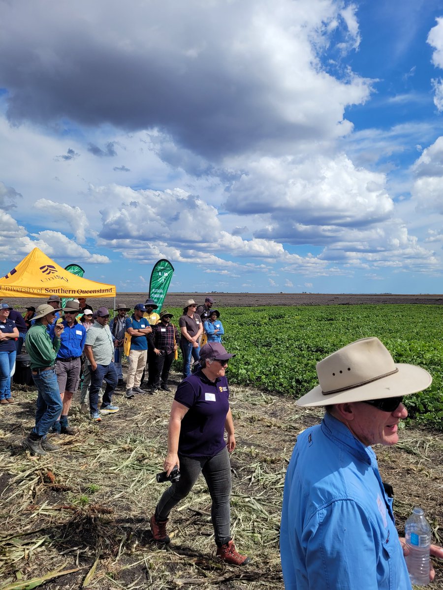 A cracking day has bean (get it?!) had by all at the @unisqaus @theGRDC #AFREN Mungbeans & Beyond Field Day 🌱 many 🔑 takeaways to share #mungbeans #nematodes #diseases #fungicideresustance