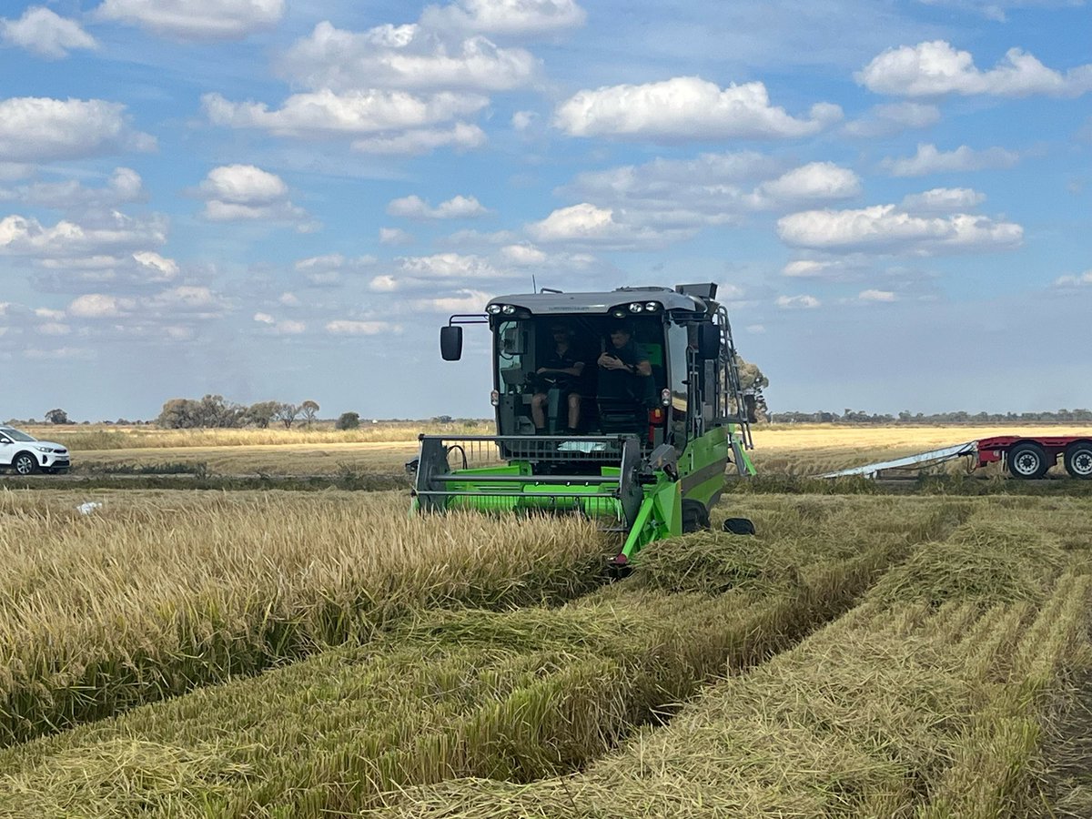 RiceBreeding's tweet photo. And harvest has started! Had to wait for our little green machine to be commissioned by Wintersteiger, but now she’s ready to harvest our plot trials.
#wintersteiger
#quantumpro
#ricebreedingaustralia
#ausrice https://t.co/9Zxt64cNdK