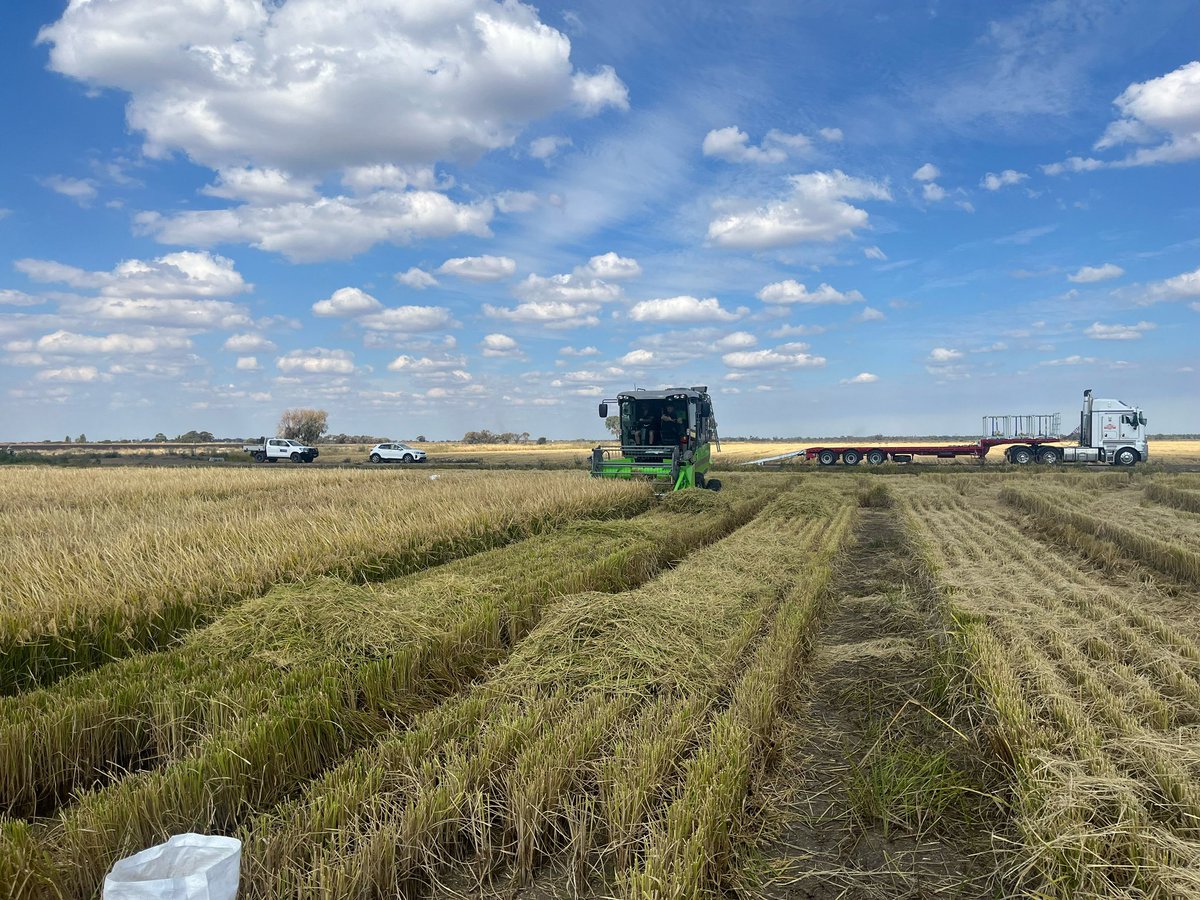 RiceBreeding's tweet photo. And harvest has started! Had to wait for our little green machine to be commissioned by Wintersteiger, but now she’s ready to harvest our plot trials.
#wintersteiger
#quantumpro
#ricebreedingaustralia
#ausrice https://t.co/9Zxt64cNdK