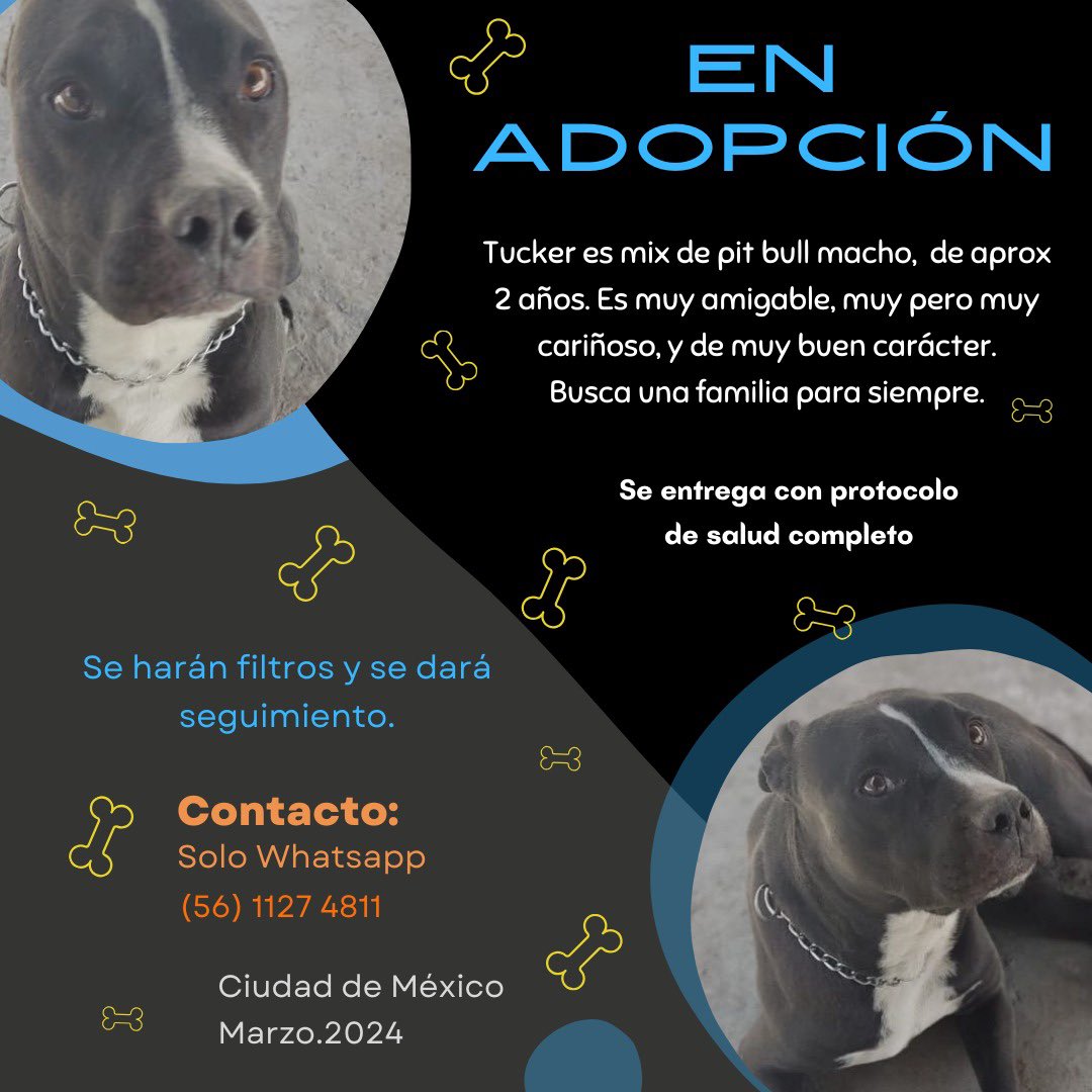 🔴EN ADOPCIÓN🔴Tucker es mix de pit bull macho de 2 años. Es muy amigable y extremadamente cariñoso. Protocolo de salud completo. CdMx Abril 2024 CONTACTO ( solo WhatsApp): 56 1127 5811