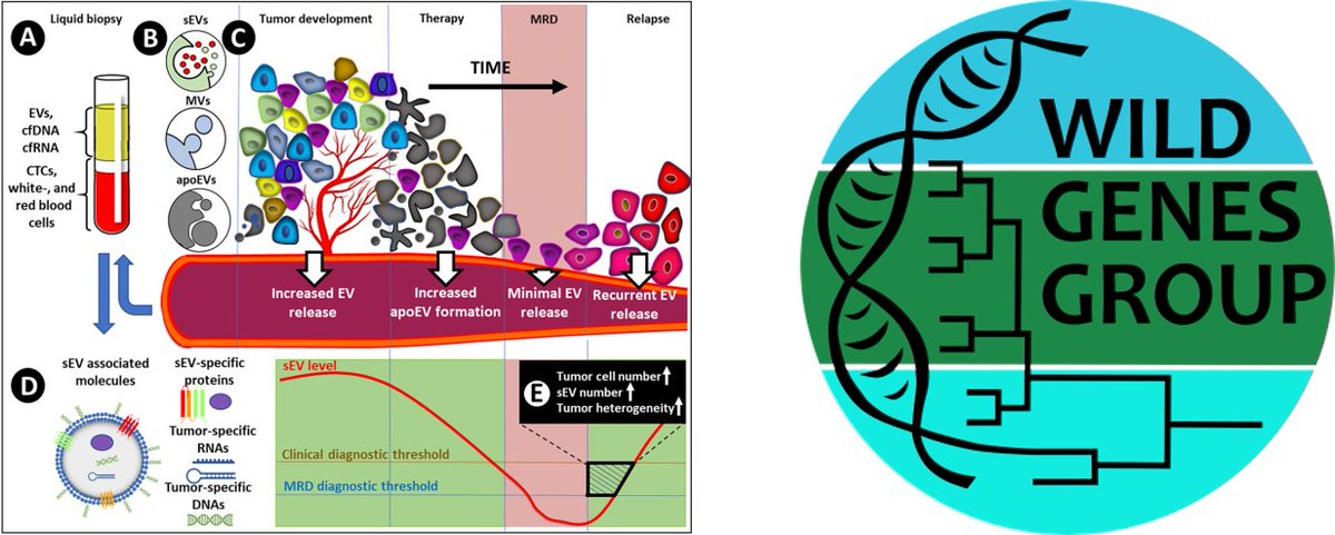 🆕paper: Small extracellular vesicles from surviving #cancer cells as multiparametric monitoring tools of measurable residual disease and therapeutic efficiency. Pub via BBA - Reviews on Cancer. wildgenesgroup.com/2024/04/18/sma…