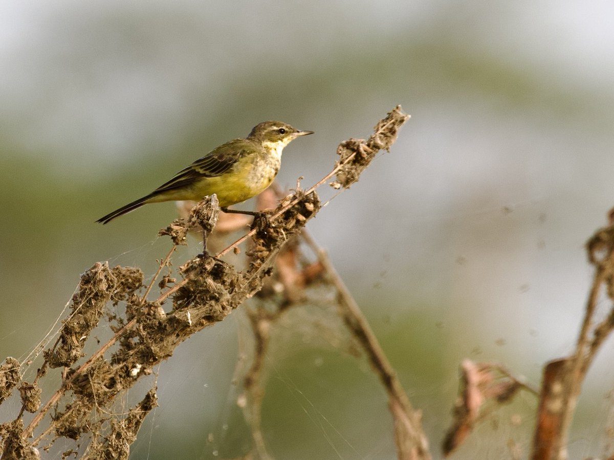 Western Yellow Wagtail: @IndiAves #IndiAves