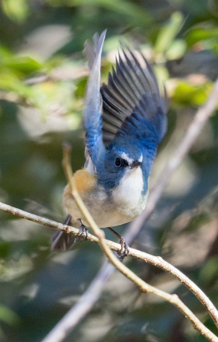 枚方市で見かけた野鳥　ルリビタキ