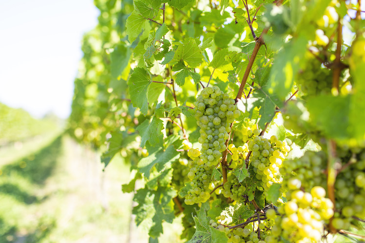 Health Canada inspectors of Ontario grape growers will be looking for adherence to label directions: crop, rate, number of applications, application method, application interval, PHI, REI, PPE, buffer zones, etc. It’s part of stewardship. @grapegrowersont thegrower.org/news/health-ca…